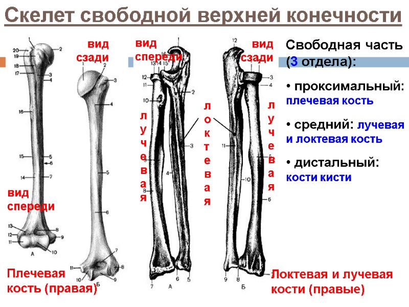 Скелет свободной верхней конечности Свободная часть (3 отдела):  проксимальный: плечевая кость  средний: